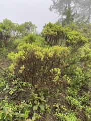 Baccharis conferta