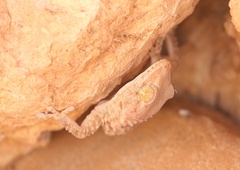 Tarentola deserti