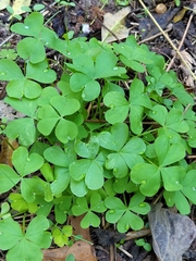 Oxalis articulata