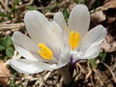 Crocus vernus
