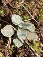 Antennaria plantaginifolia