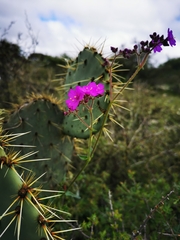 Mirabilis viscosa