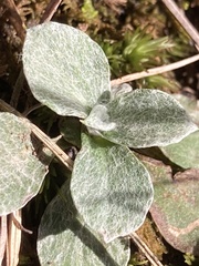 Antennaria plantaginifolia