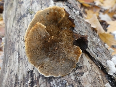 Gloeophyllum sepiarium