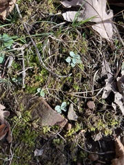 Antennaria plantaginifolia