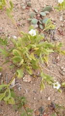 Nolana parviflora