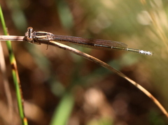 Pseudagrion kersteni