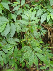 Elatostema