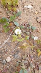 Nolana parviflora