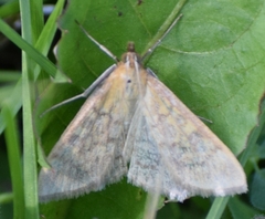Ostrinia nubilalis