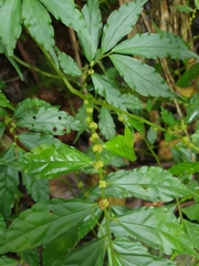 Elatostema