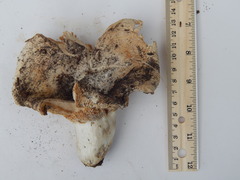 Russula brevipes
