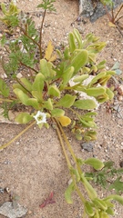 Nolana parviflora