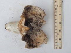Russula brevipes