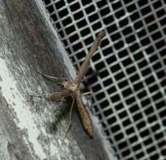 Pterophoroidea