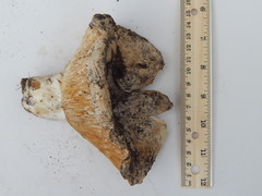 Russula brevipes