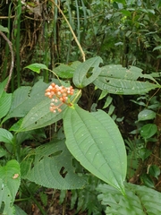 Medinilla