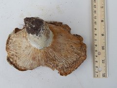Russula brevipes