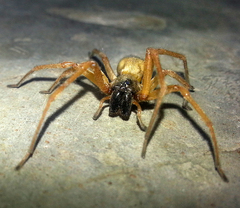 Trachelidae