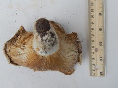 Russula brevipes