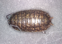 Porcellio debueni