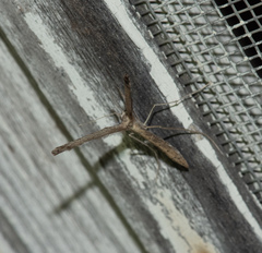 Pterophoroidea