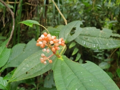 Medinilla