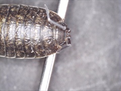 Porcellio debueni