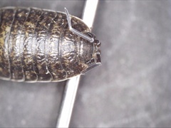 Porcellio debueni