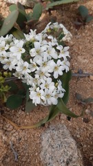 Zephyra