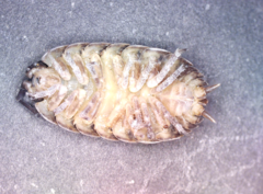 Porcellio debueni