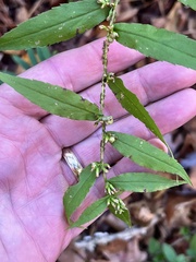 Solidago ouachitensis