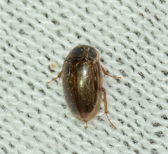 Enochrus