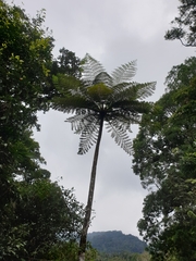 Cyatheaceae