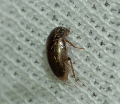 Enochrus