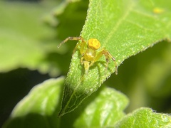 Australomisidia pilula