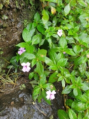 Impatiens platypetala