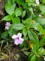 Impatiens platypetala
