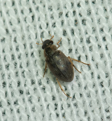 Berosus