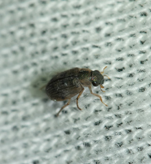 Berosus