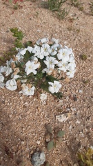 Zephyra