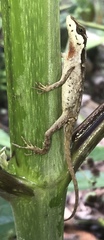 Anolis notopholis