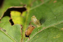 Eriophyes tiliae