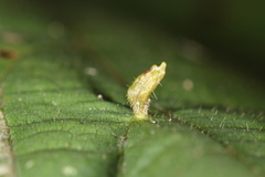 Eriophyes tiliae
