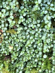 Lysimachia tenella