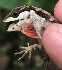 Anolis notopholis