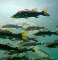 Centropomus undecimalis