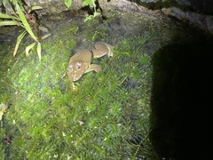 Hoplobatrachus chinensis