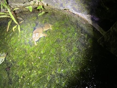 Hoplobatrachus chinensis