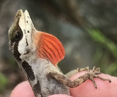 Anolis notopholis